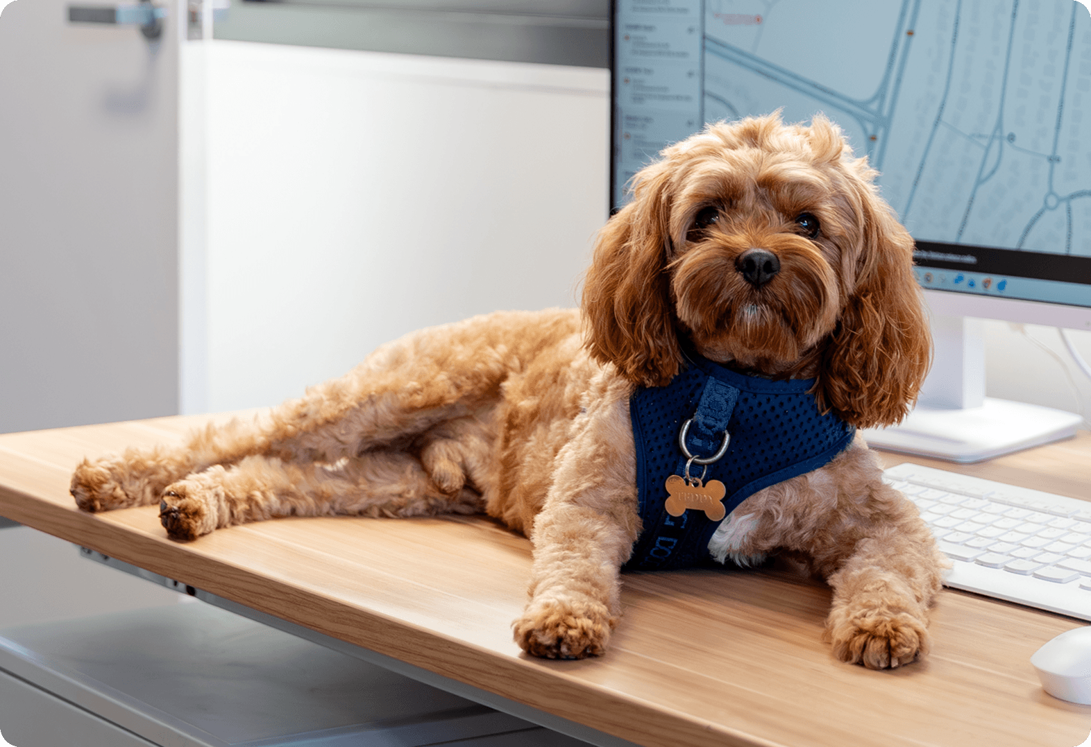 Teddy, Morale Officer